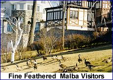 Fine Feathered Malba Visitors